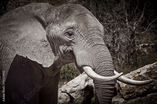éléphant défense trompe afrique safari kenya trafic