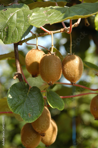 Kiwi - Actinidia chinensis