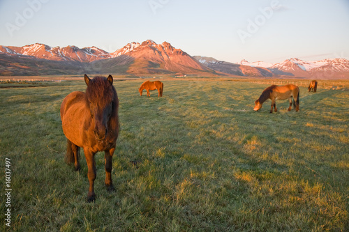 Island-Ponys