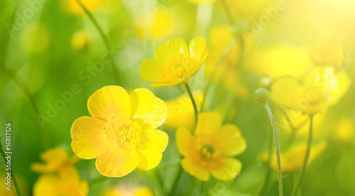 buttercup flowers and summer day