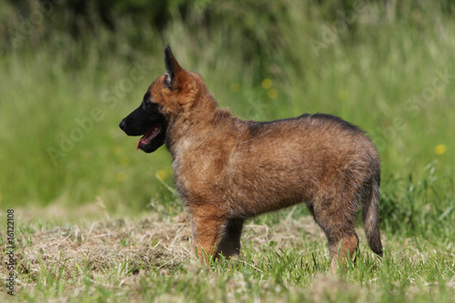 pose statique du petit chiot laekenois dans l'herbe - profil