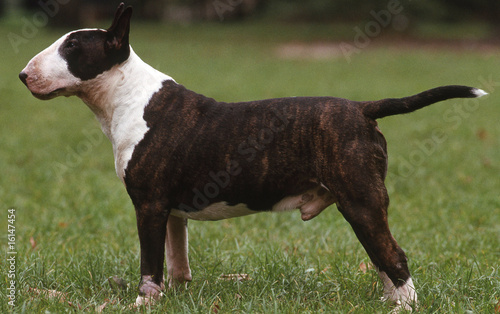 bull terrier debout de profil dans l'herbe - fier droit standard