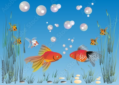 fishes in the water