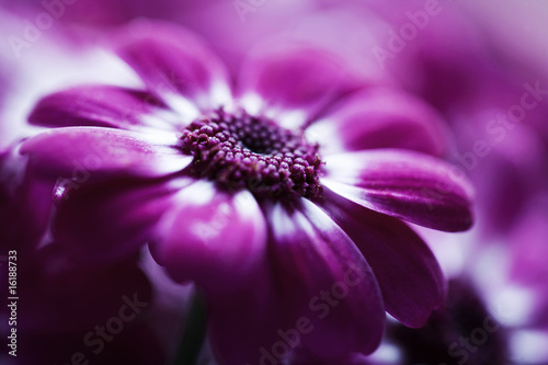 soft pink flower closeup