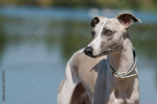 Hund am Wasser