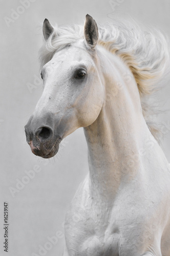 white horse stallion isolated on the gray background