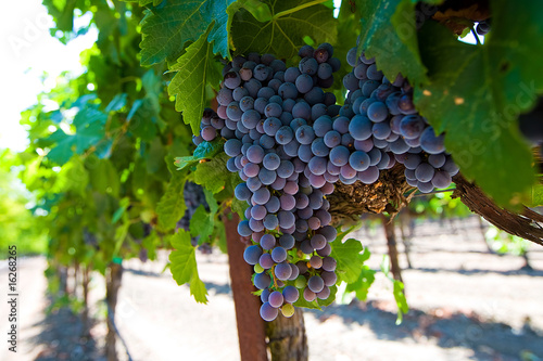 Red Wine Grape Cluster