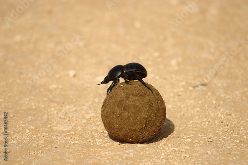 Beetle and its dung