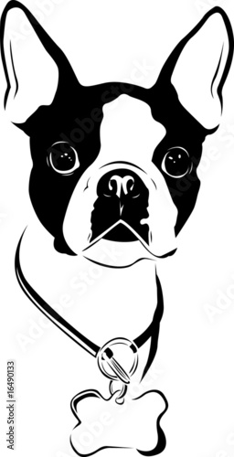 Boston Love - Boston Terrier