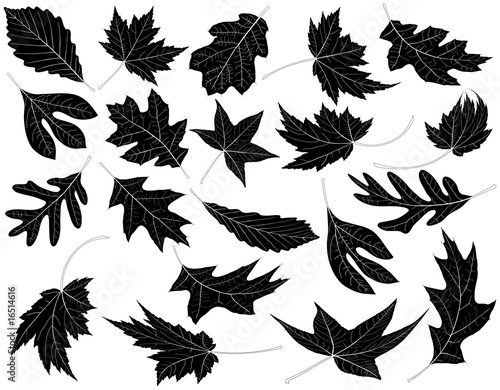 Twenty Black and White Leaves