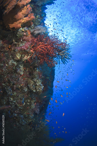 Coral Reef growing on Liberty Wreck