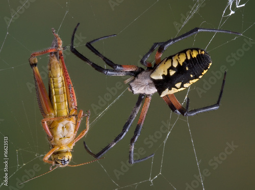 Argiope spider with hopper in web
