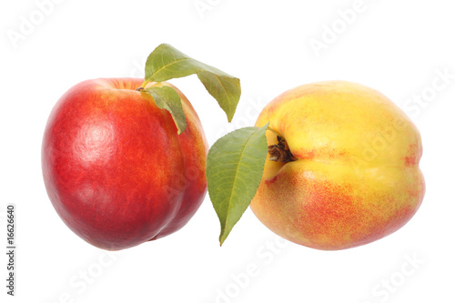 Two nectarine fruits with leaves, isolated on white background