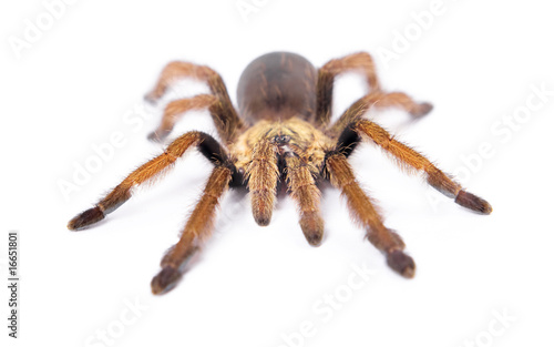 Spider isolated on white background.