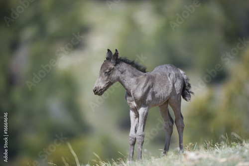 Wild horse colt