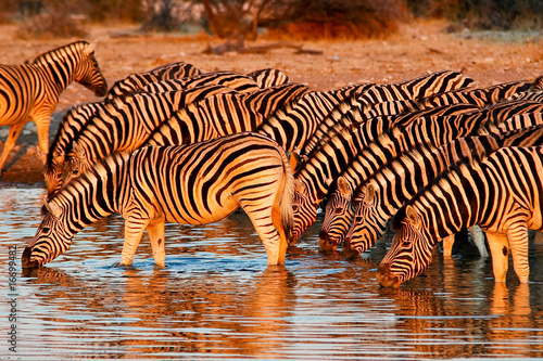 Zebras am Wasserloch im Etosha Nationalpark, Namibia