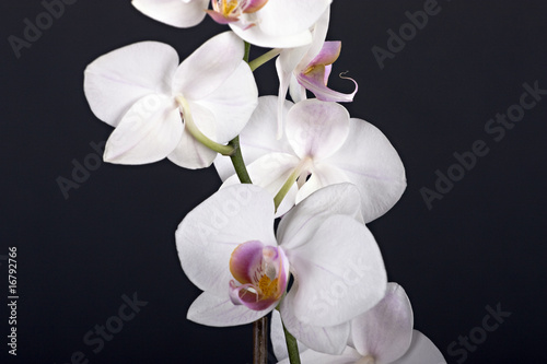 Beautiful flower orchid