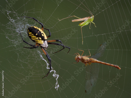 Spider, hopper, and dragonfly in web