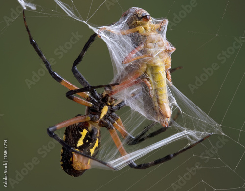 Spider wrapping hopper