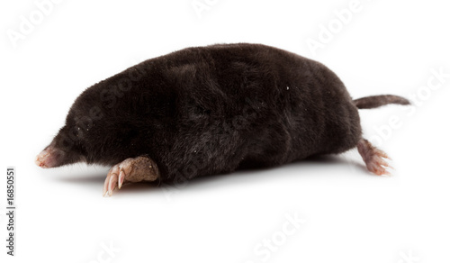 European Mole (Talpa europaea)