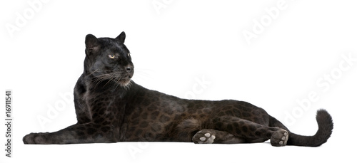 Black Leopard, 6 years old, in front of a white background