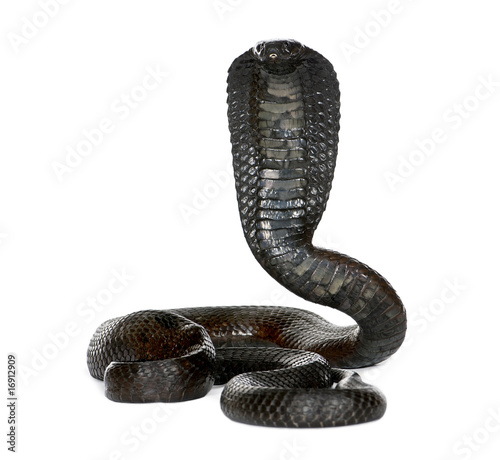 Portrait of Egyptian cobra, against white background