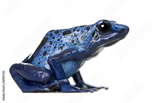 Side view of Blue Poison Dart frog, against white background