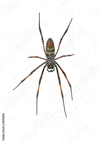 Golden orb-web spider, against white background, studio shot