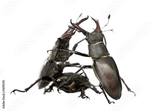 European Stag beetle, against white background