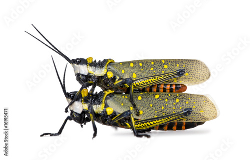 Malaysian locusts having sex in front of white background
