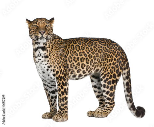 Portrait of leopard standing against white background