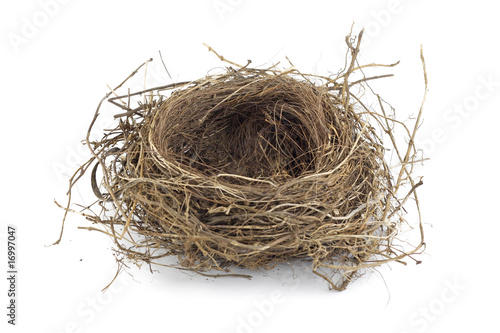 Bird nest