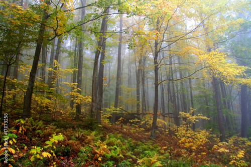 Foggy morning in Allegheny