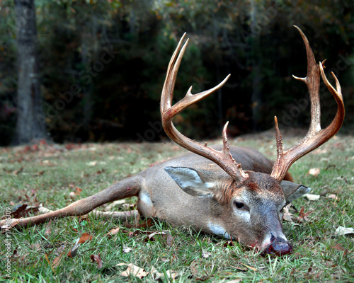 Big Buck