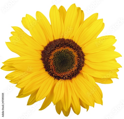 beautiful yellow sunflower on white
