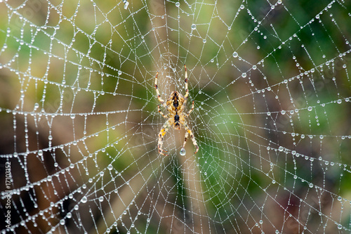 spider on wet web