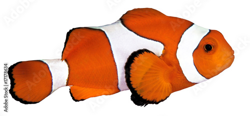 A colorful clown anemonefish isolated on white background