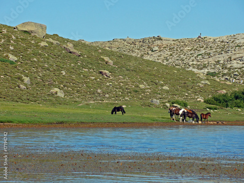 Chevaux se désaltérant dans le lac de Nino, Corse
