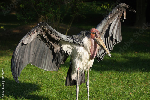 marabout d'Afrique,leptoptilos crumeniferus