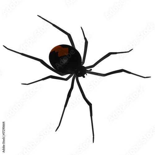 latrodectus hasselti