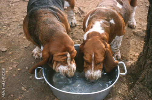 deux bassets hound buvant de l'eau dans une gamelle