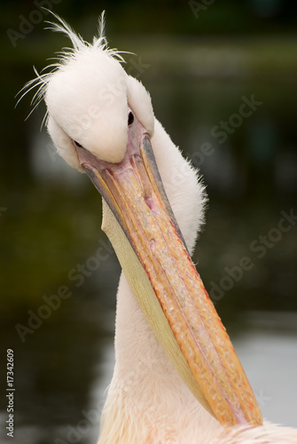 Great White Pelican