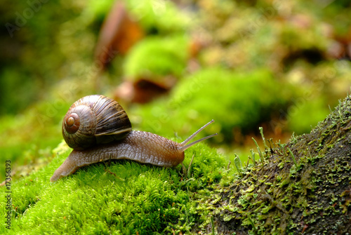 (Helix pomatia) edible snail macro