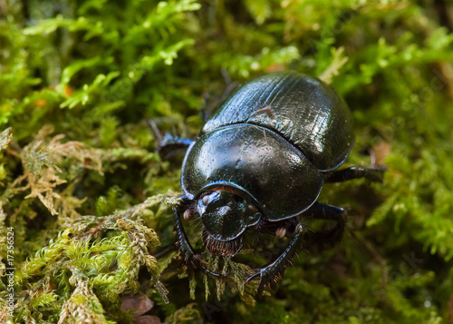 Dor Beetle close-up