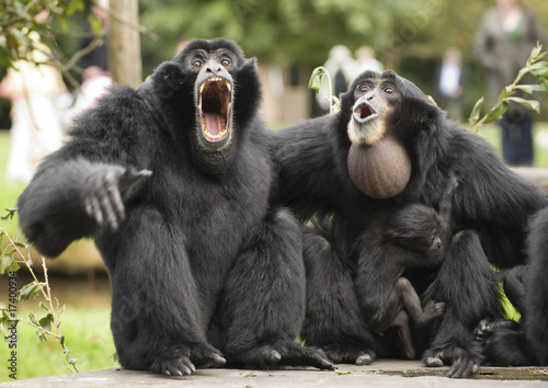 Siamang Gibbon monkey