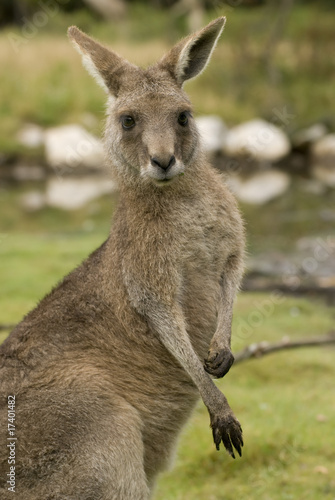 Bennett’s Wallaby, Kangur