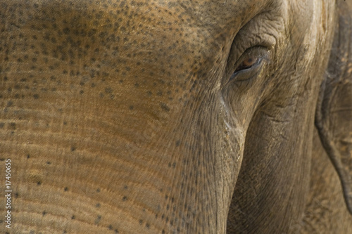thick-skinned mammal giant elephant