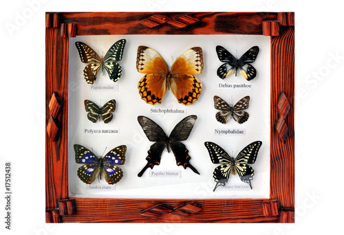 A framed and mounted collection of butterflies