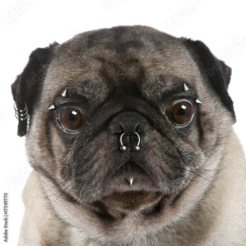Pug with nose and face piercings in front of white background