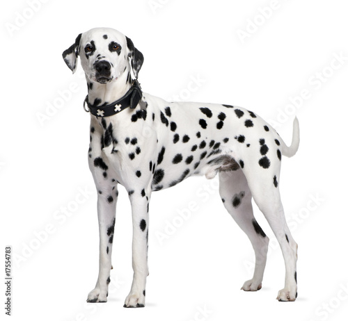 Dalmatian, 2 years old, standing in front of white background